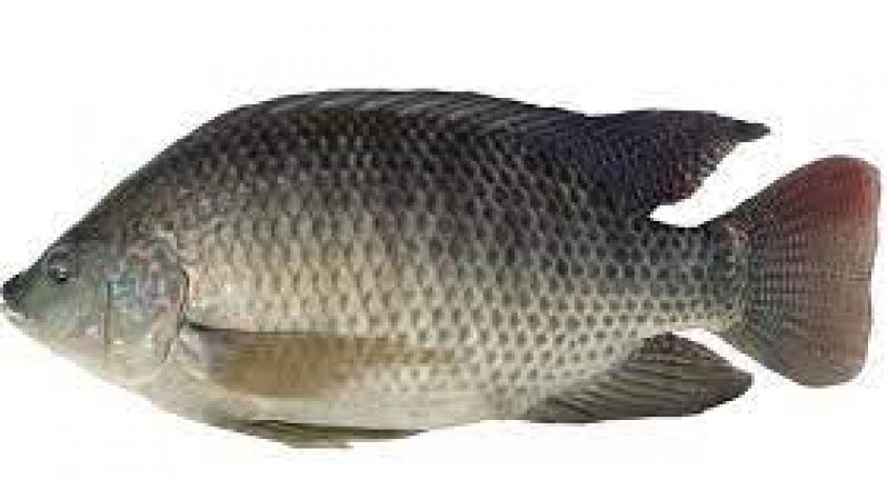 Hướng dẫn trộn mồi câu cá rô phi hiệu quả nhất